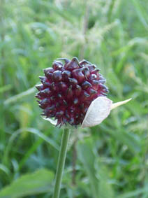 Allium vineale